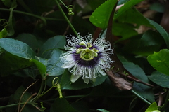 Passiflora edulis flavicarpa