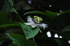 Passiflora edulis flavicarpa
