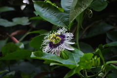 Passiflora edulis flavicarpa
