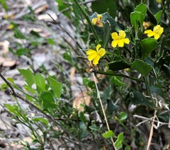 Goodenia varia