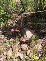 Boerhavia purpurascens