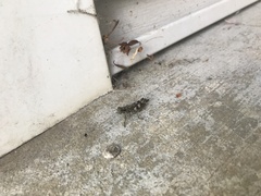 Melanoplus punctulatus