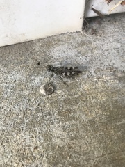 Melanoplus punctulatus