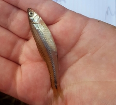 Notropis texanus