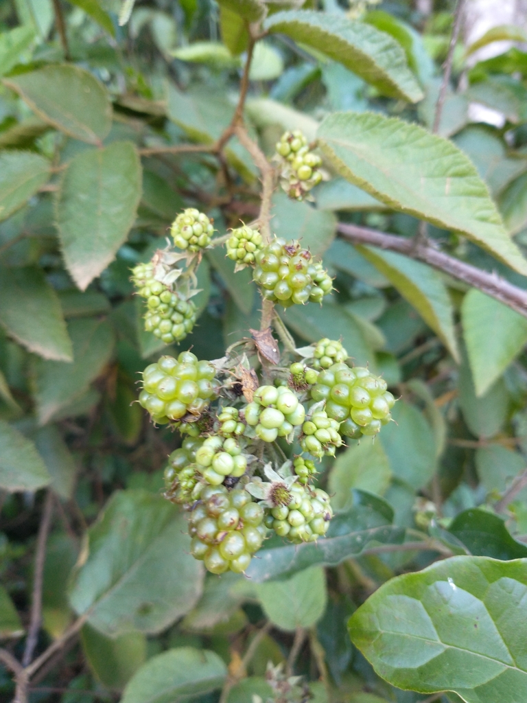 Rubus brasiliensis
