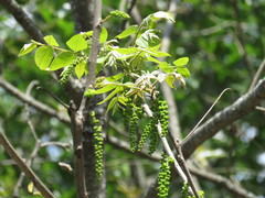 Juglans mollis