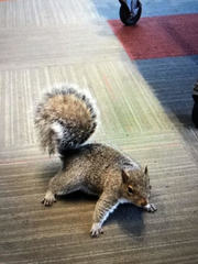 Sciurus carolinensis