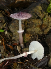 Leucoagaricus roseilividus