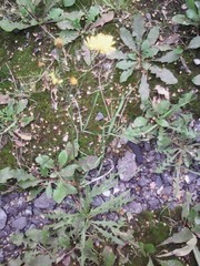 Scorzoneroides autumnalis