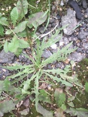 Scorzoneroides autumnalis