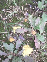 Scorzoneroides autumnalis