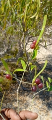 Salvadora angustifolia image