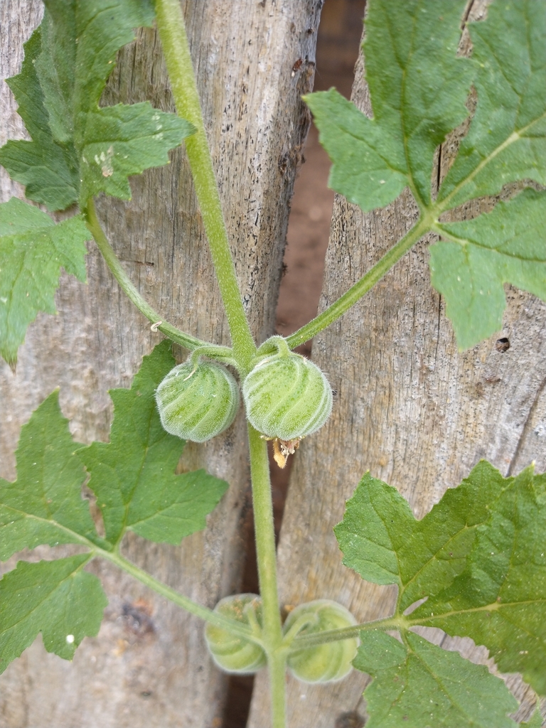 Blumenbachia latifolia