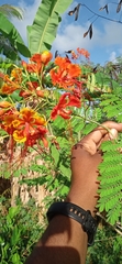 Caesalpinia pulcherrima image