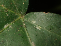 Lichtensia viburni