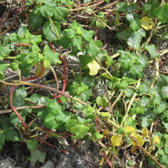 Triumfetta procumbens