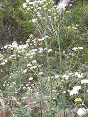 Trachymene composita composita