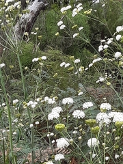 Trachymene composita composita