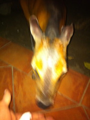 Cephalophus dorsalis