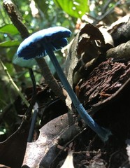 Entoloma virescens