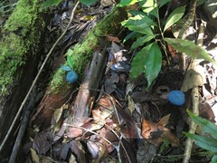 Entoloma virescens