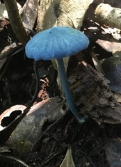 Entoloma virescens
