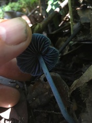 Entoloma virescens