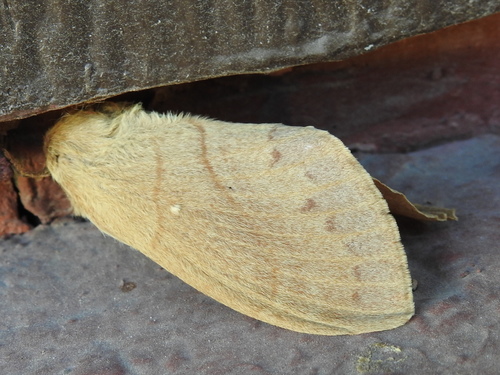 Dicogaster coronada photo 5