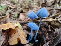 Entoloma virescens