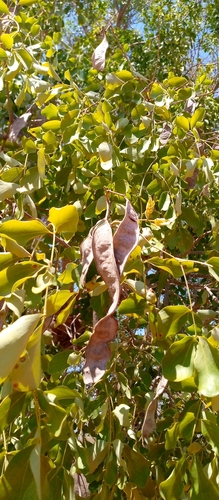 Albizia aurisparsa image