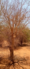 Treculia
