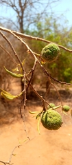 Treculia