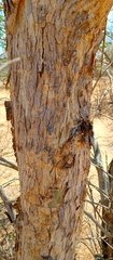 Treculia