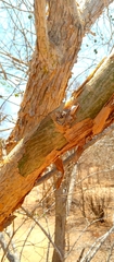 Treculia