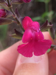 Salvia lemmonii