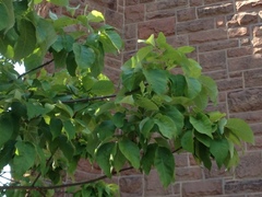 Fraxinus americana