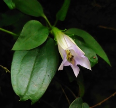 Tripterospermum lanceolatum