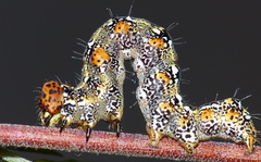 Acontia paratrigona