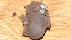 Acontia paratrigona