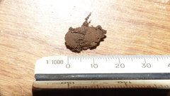 Acontia paratrigona