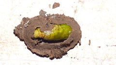 Acontia paratrigona
