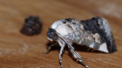 Acontia paratrigona