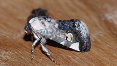 Acontia paratrigona