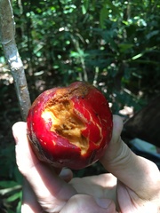 Cryptocarya pleurosperma