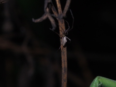 Tetragnatha bituberculata