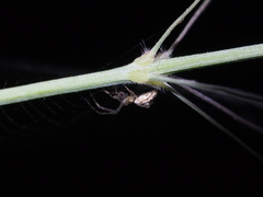 Tetragnatha bituberculata