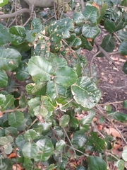 Quercus ilex