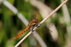 Sympetrum villosum