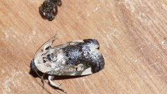Acontia paratrigona