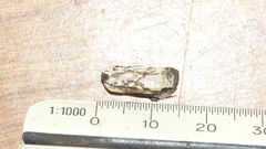 Acontia paratrigona